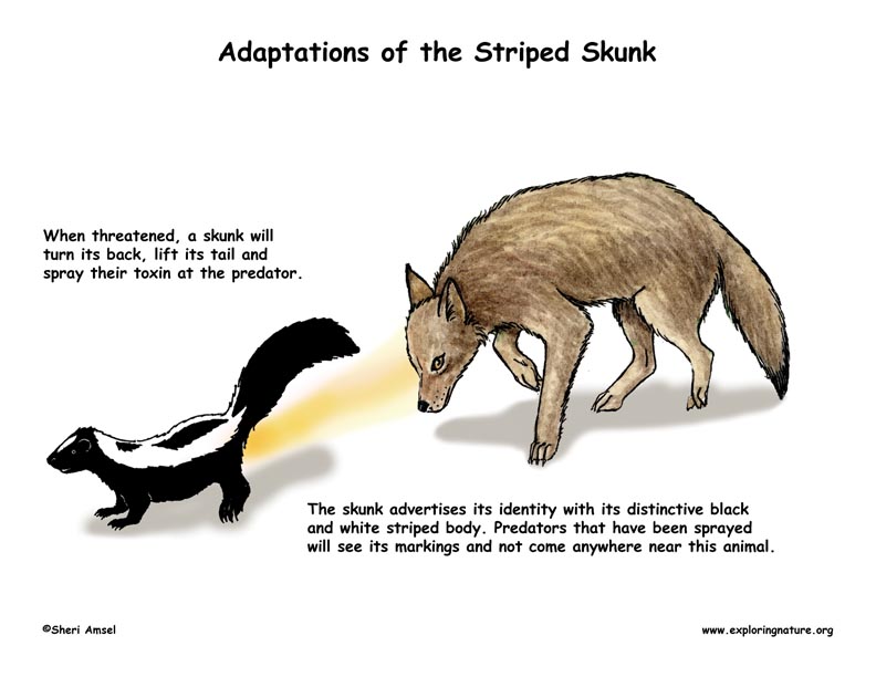 Adaptations of the Striped Skunk