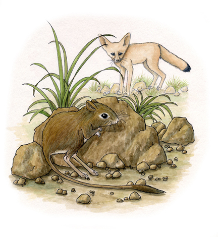 A Kangaroo Rat