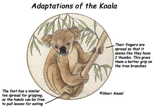 an analysis of the kangaroo environmental adaptation in australia The wrc has also provided non-invasive sample analysis for captive wombats from australia zoo and tree kangaroo koala • adaptation • environmental. an analysis of the kangaroo environmental adaptation in australia The wrc has also provided non-invasive sample analysis for captive wombats from australia zoo and tree kangaroo koala • adaptation • environmental.