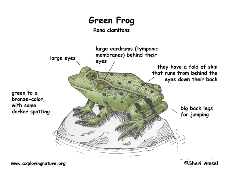 circulatory system of a frog. circulatory system of a frog.