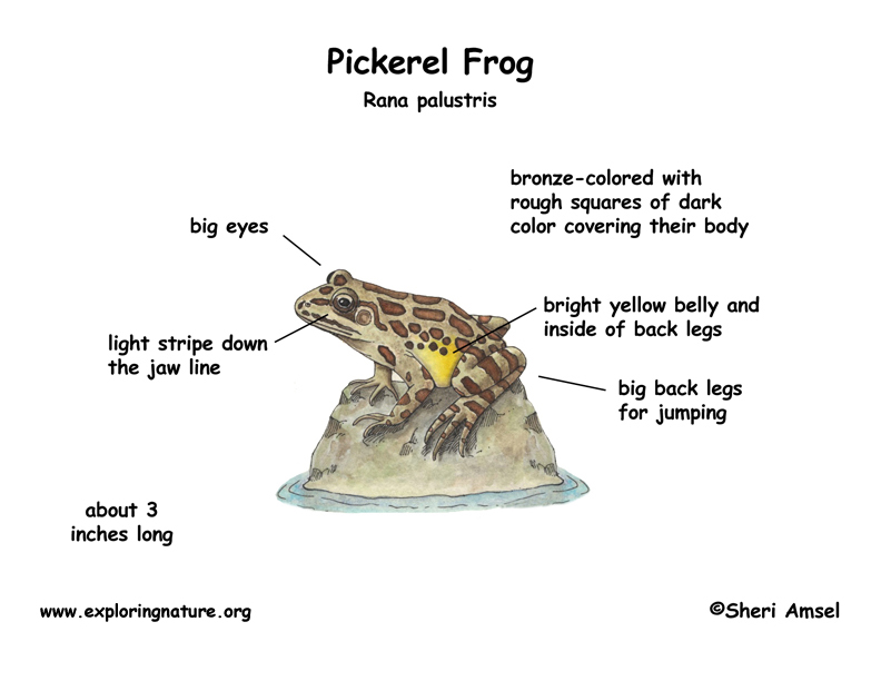 circulatory system of frog. the circulatory system of