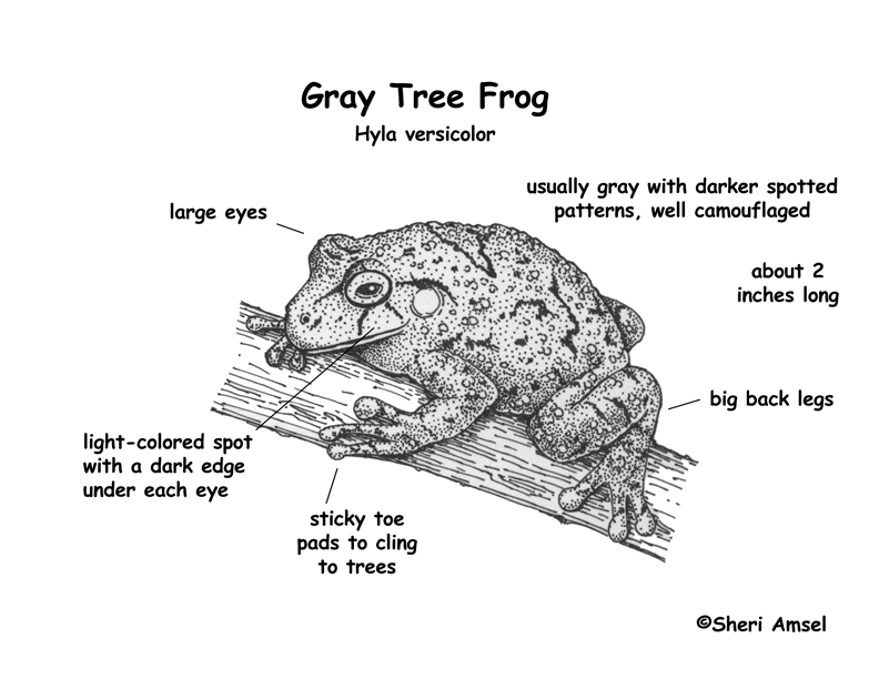 diagrams of frogs labeled tree diagram images diagrams of frogs labeled tree diagram images