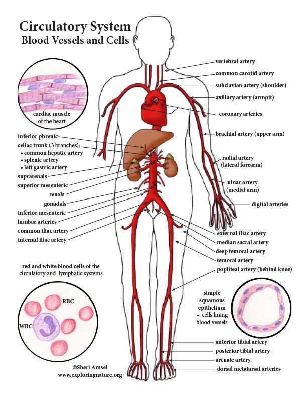 Circulatory System Color Diagram (Mini-Poster)