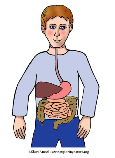 Anatomy Coloring Sheets on Digestive System Index Exploring Nature Educational Resource