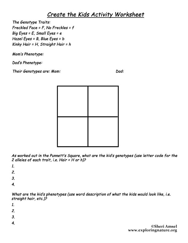 Punnett Square Worksheet