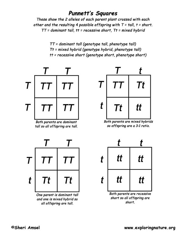 Punnett square practice and examples.