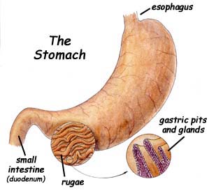 digestive system stomach
