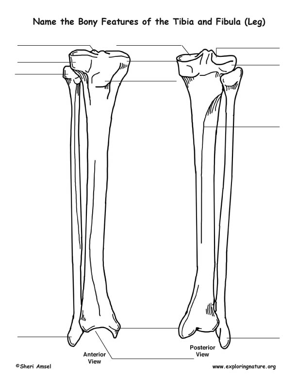 Tibia and Fibula (Lower Leg) – Bony Features