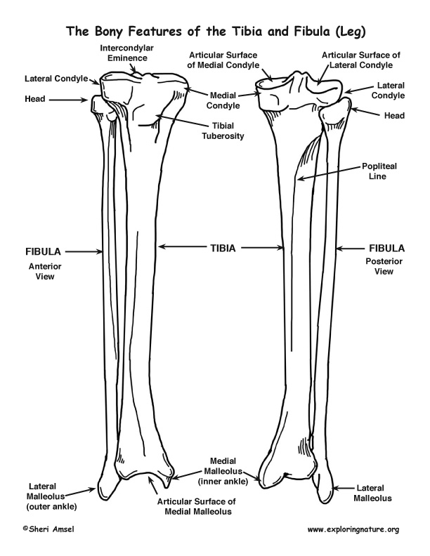 Tibia and Fibula (Lower Leg) – Bony Features