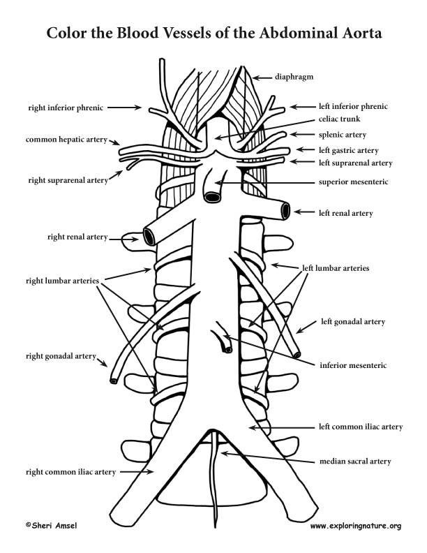 Branches off the Abdominal Aorta Coloring Page