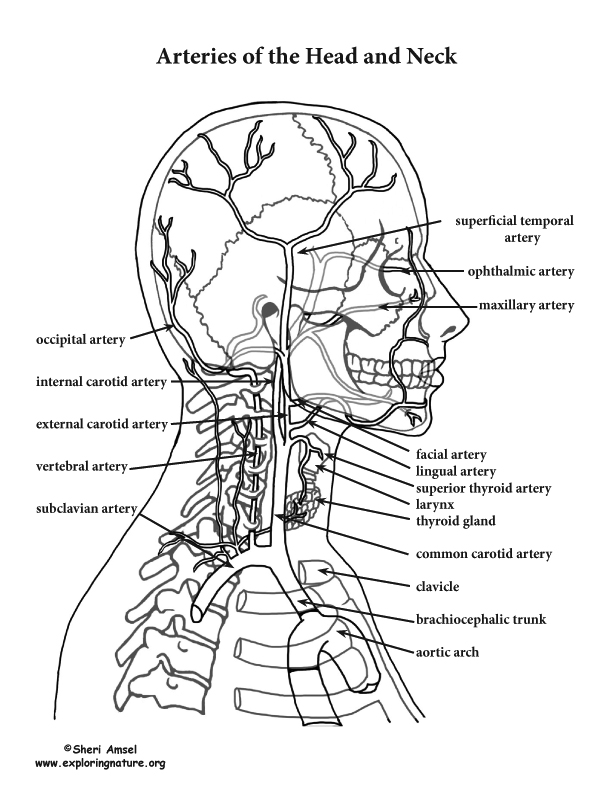 Arteries of the Head and Neck (Advanced*)