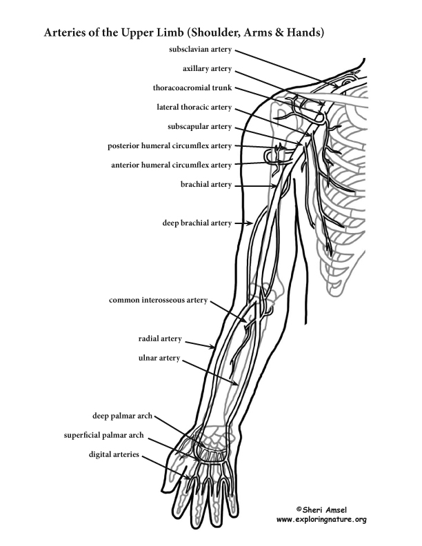 Arteries of the Upper Limb (Arm) - (Advanced*)