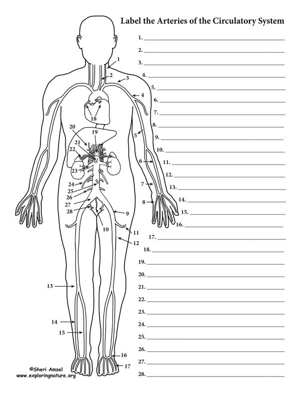 the human arterial and venous systems are diagrammed