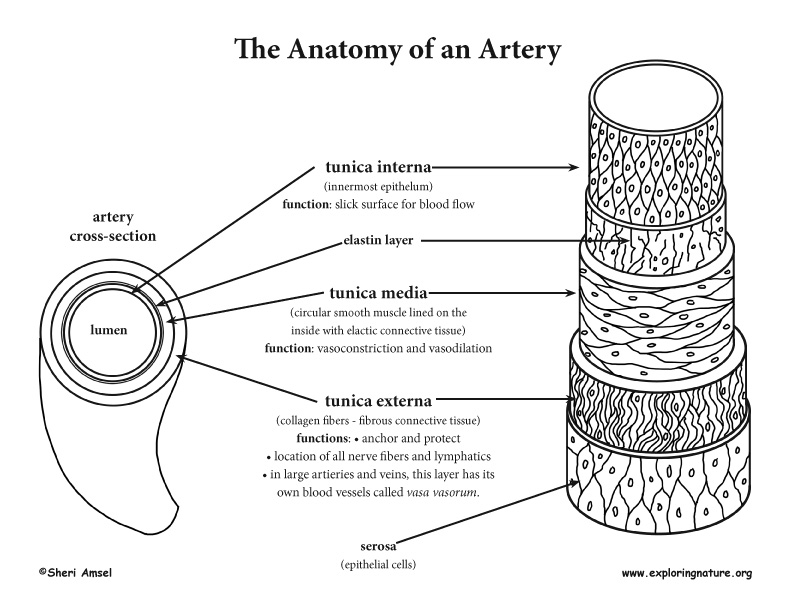 Anatomy Of The Blood Vessel  Advanced