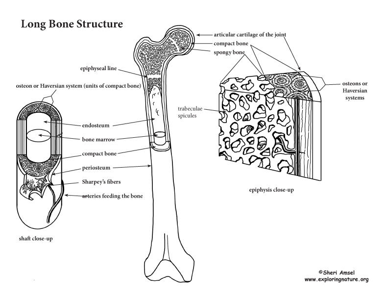 Bones - Anatomy of Long Bones