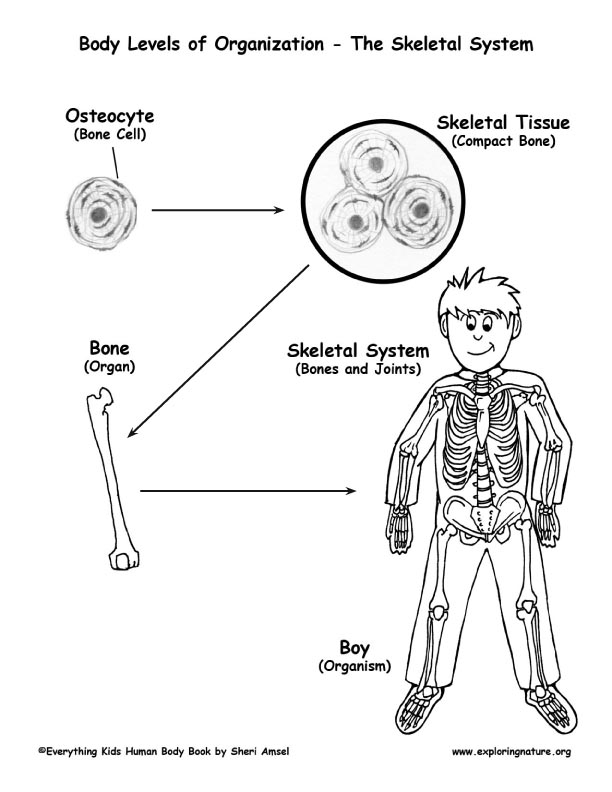 Levels of Organization in the Body - Cells to Organisms