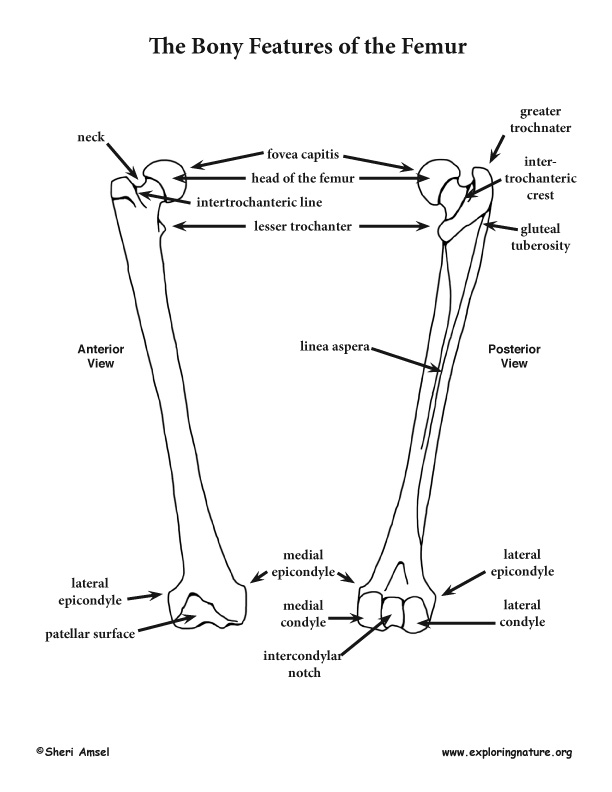 The Femur - Traits and Bony Features -- Exploring Nature Educational