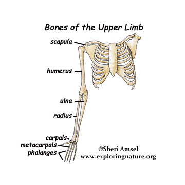  radius ulna humerus