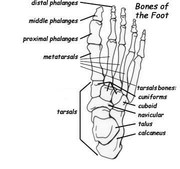 bones of foot. The ones of the foot include: