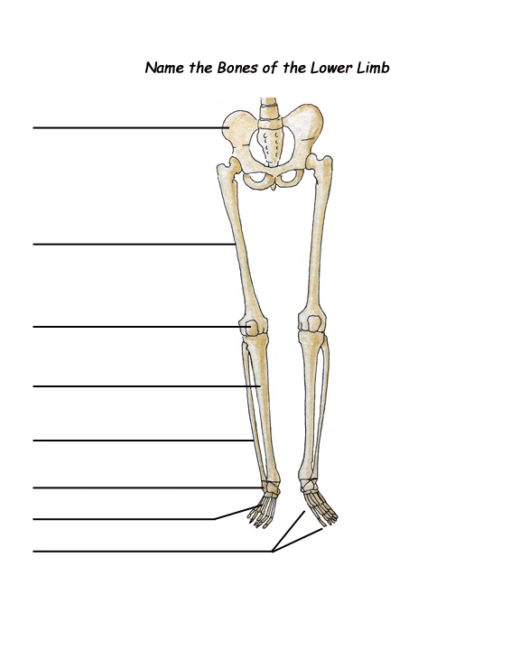 bones of leg
