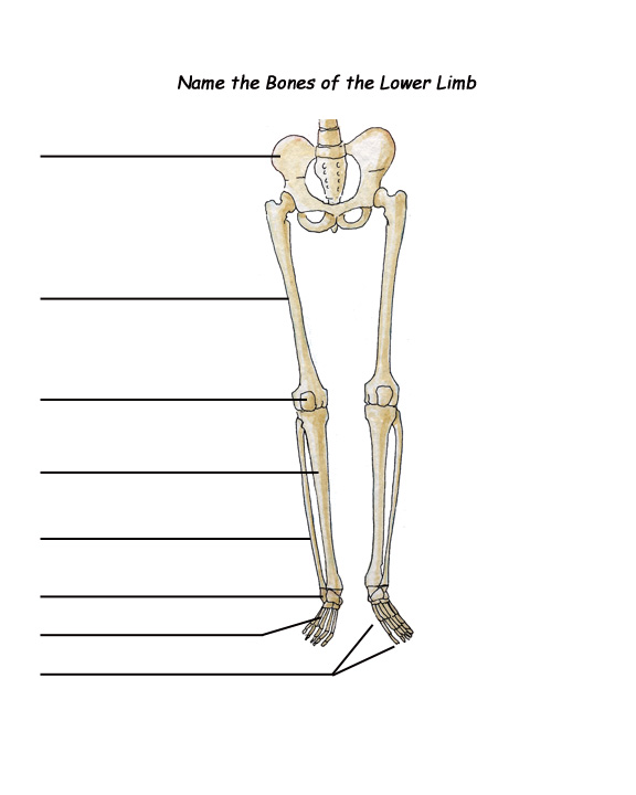 Bones Of Leg
