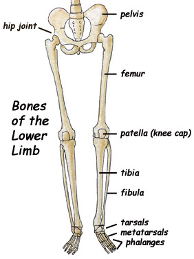 Label the Bones of the Leg -- Exploring Nature Educational Resource