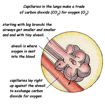 the circulatory system functions. Return to the Circulatory