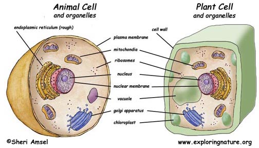 animal cell vacuole. Animal Cell Vacuole Diagram.
