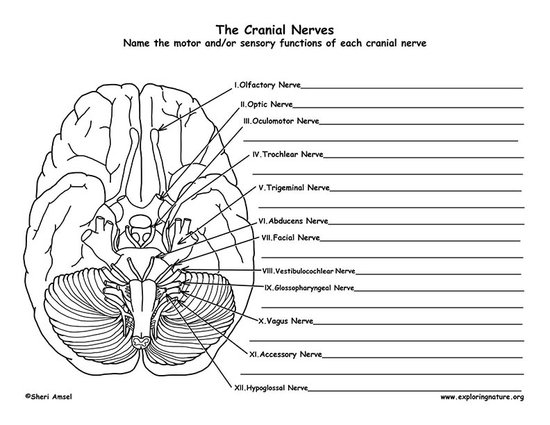 Cranial Nerves of the Brain (12 Pairs)