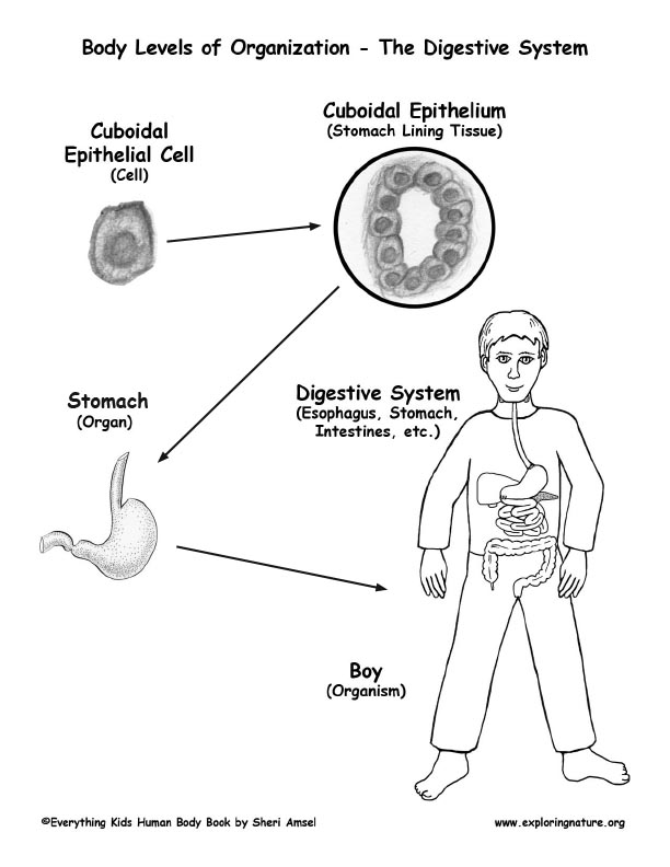 Human Body Systems Chart