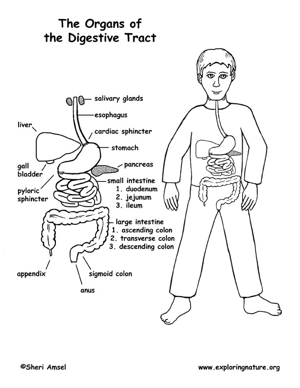 Digestive System Overview