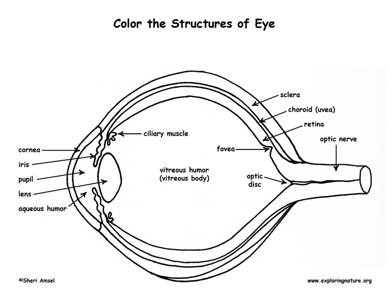 ocular anatomy coloring pages - photo #6