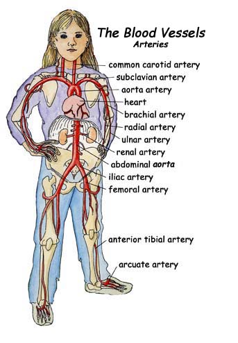 Coloring Sheets  on The Blood Vessels  Arteries  Veins And Capillaries     Exploring