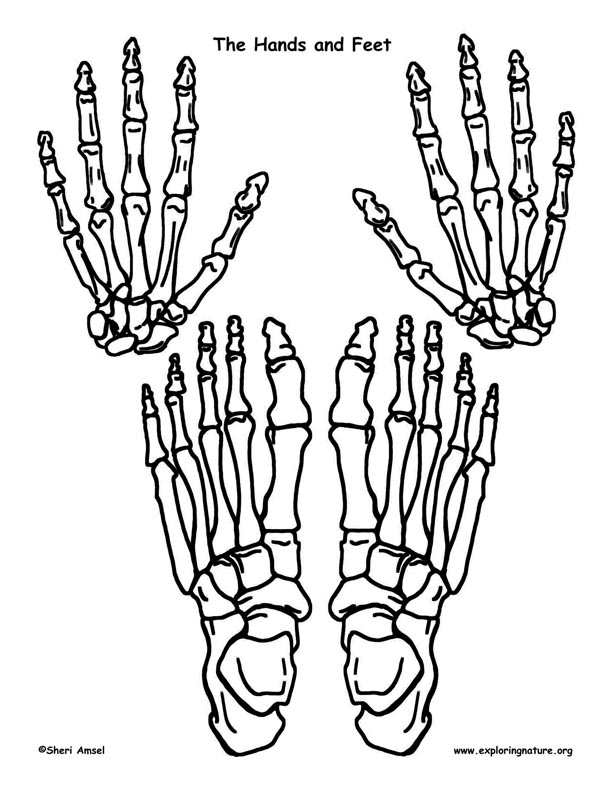 Hands And Feet Cut Out 102