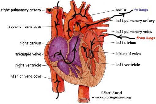 circulatory system images. Circulatory System. image