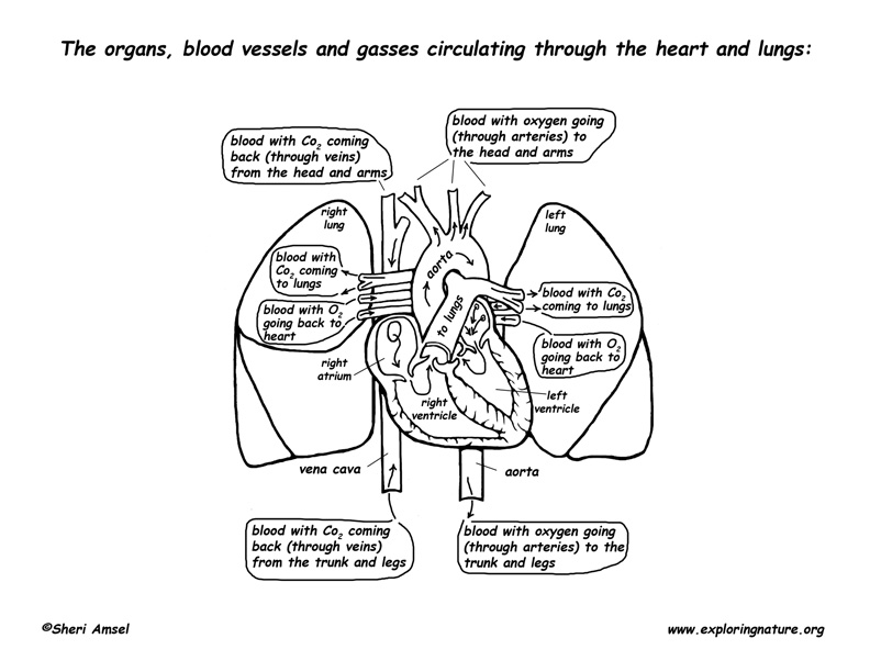 Pulmonary Circulation - Through Heart and Lungs (Advanced*)