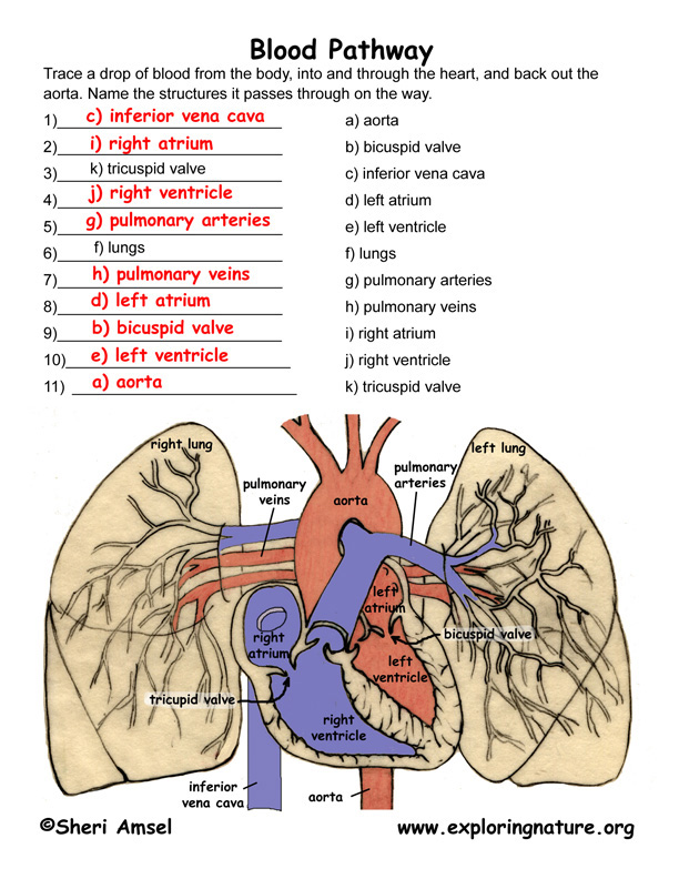 Pulmonary Circulation - Through Heart and Lungs (Advanced*)