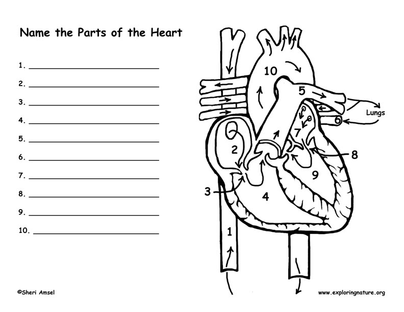 Heart Labeling Page