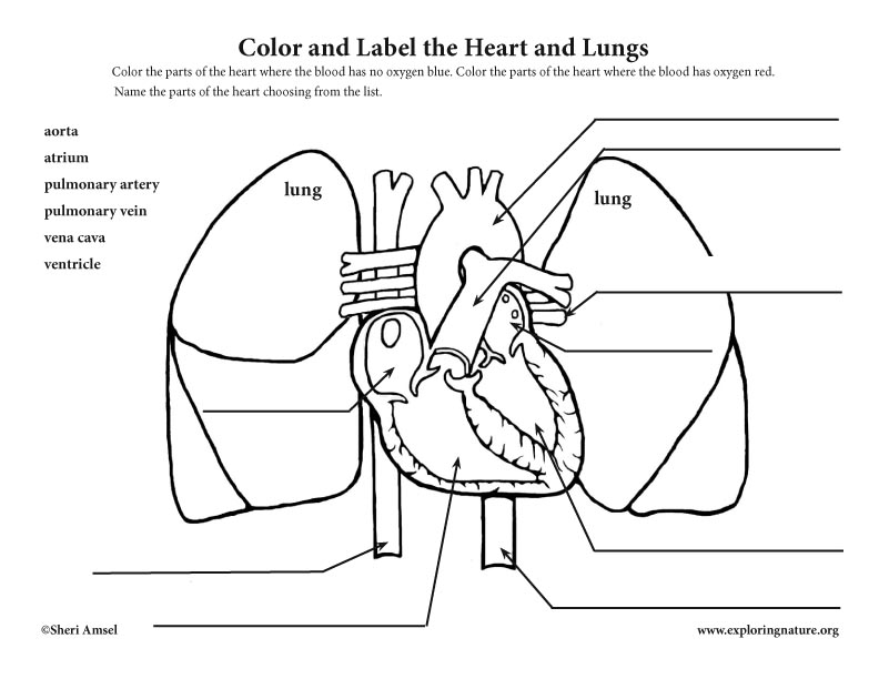 Heart Anatomy and Blood Flow (Elementary)
