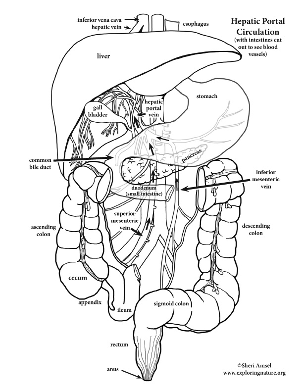 Liver - Hepatic Portal Circulation (Advanced)