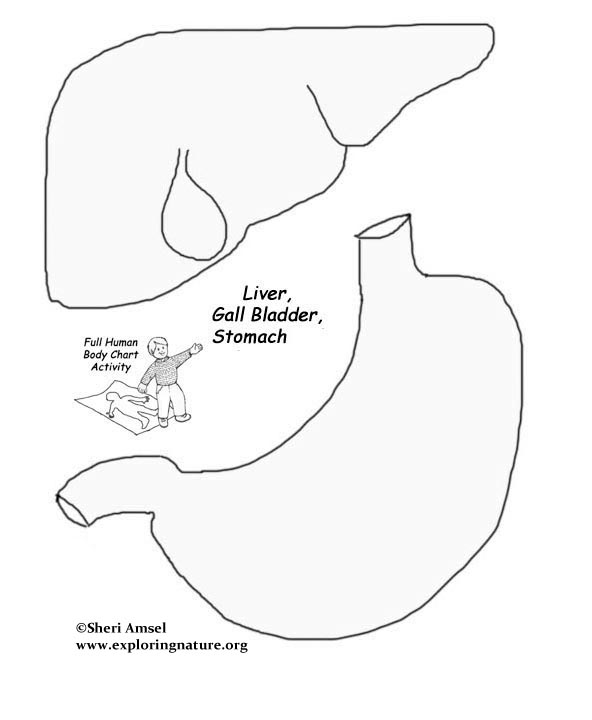 gallbladder coloring pages - photo #24