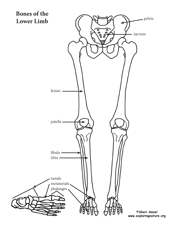 Leg - Lower Limb