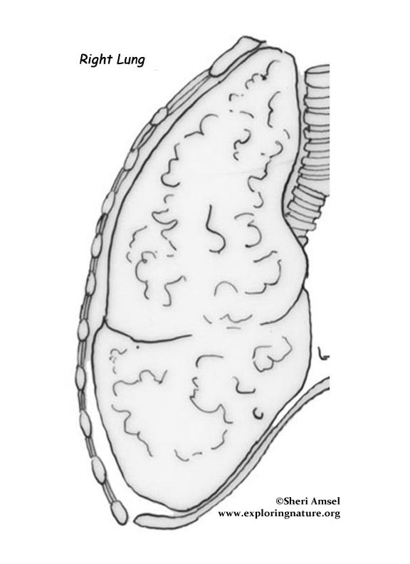 Body Parts Coloring Pages - Learny Kids