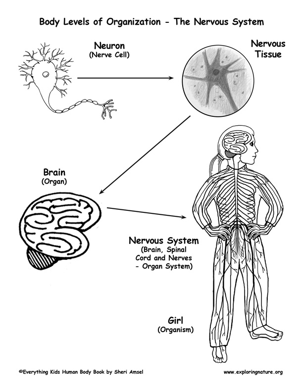 Levels of Organization in the Body - From Cells to Organisms