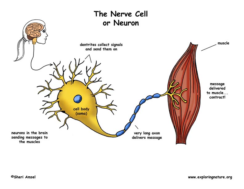 Diagram Neuron