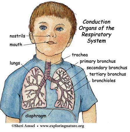 organs of speech. Organs