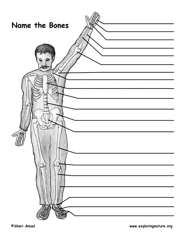Make a Model of the Human Skeleton