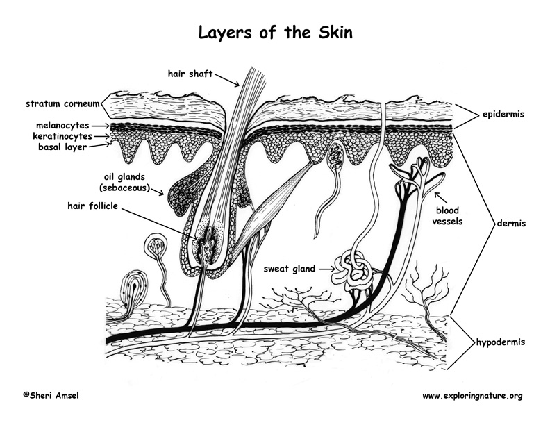 Labelled Pictures Of Human Skin - Dermatology Diagram Show Human Skin