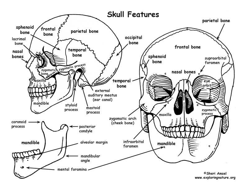 An Introduction to Skeletal System - The Bones and What ...