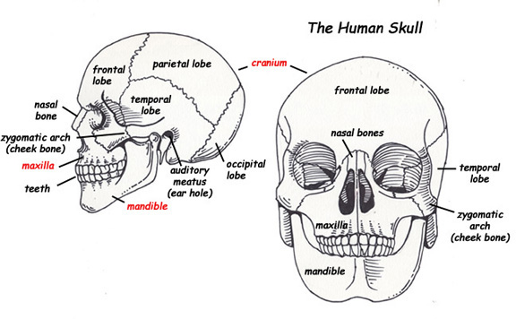 bones of skull. The skull is made up of the